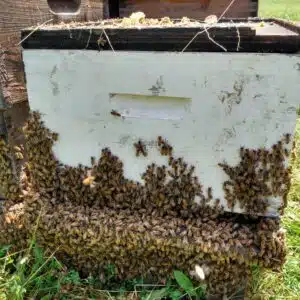 10 Frame Single Deep Hives with Feeder