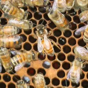 Virgin Queen Bees