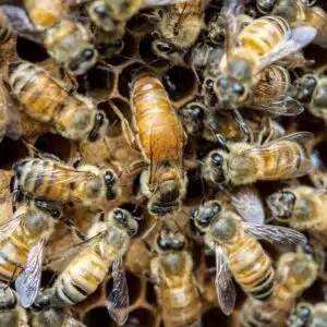 queen bee, bee, insects-6403892.jpg