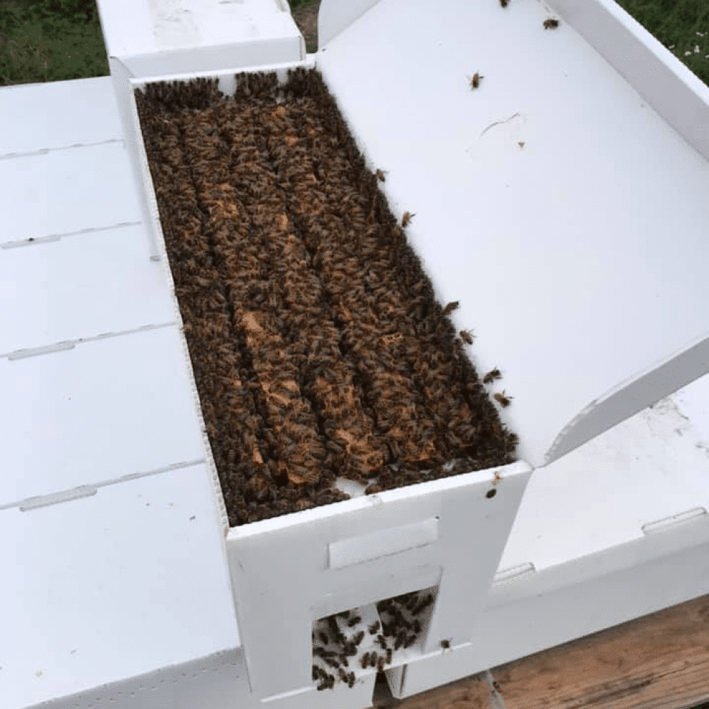 nuc-box-2019